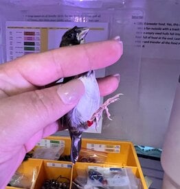 RED BAND/RIGHT LEG- PIED- CRESTED-  FINCH- SOCIETY- 1-20-25- CAGE #26