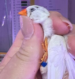 CFW- ZEBRA FINCH- FEMALE- BLUE BAND/LEFT LEG- HATCH 1-01-25- CAGE #60