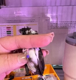 PURPLE BAND/LEFT LEG - PIED- FINCH- SOCIETY- 1-20-25- CAGE #26