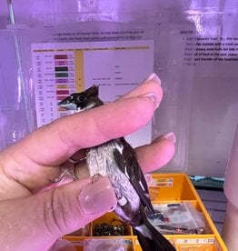WHITE BAND/ LEFT LEG- PIED- CRESTED-  FINCH- SOCIETY- 1-20-25- CAGE #26