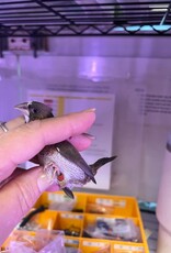 RED BAND/ LEFT LEG - PIED- FINCH- SOCIETY- 1-26-24- CAGE #25