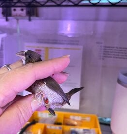 RED BAND/ LEFT LEG - PIED- FINCH- SOCIETY- 1-26-24- CAGE #25