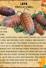 RHONDA'S AVIARY LIVE- ISOPODS- LAVA (Porcellio Scaber) 10 CT