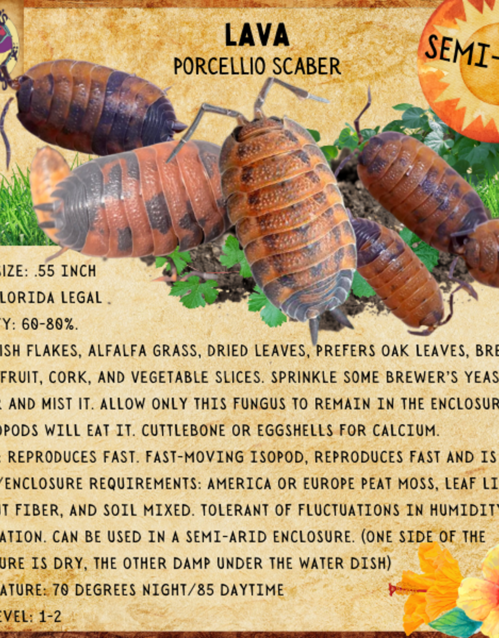 RHONDA'S AVIARY LIVE- ISOPODS- LAVA (Porcellio Scaber) 10 CT