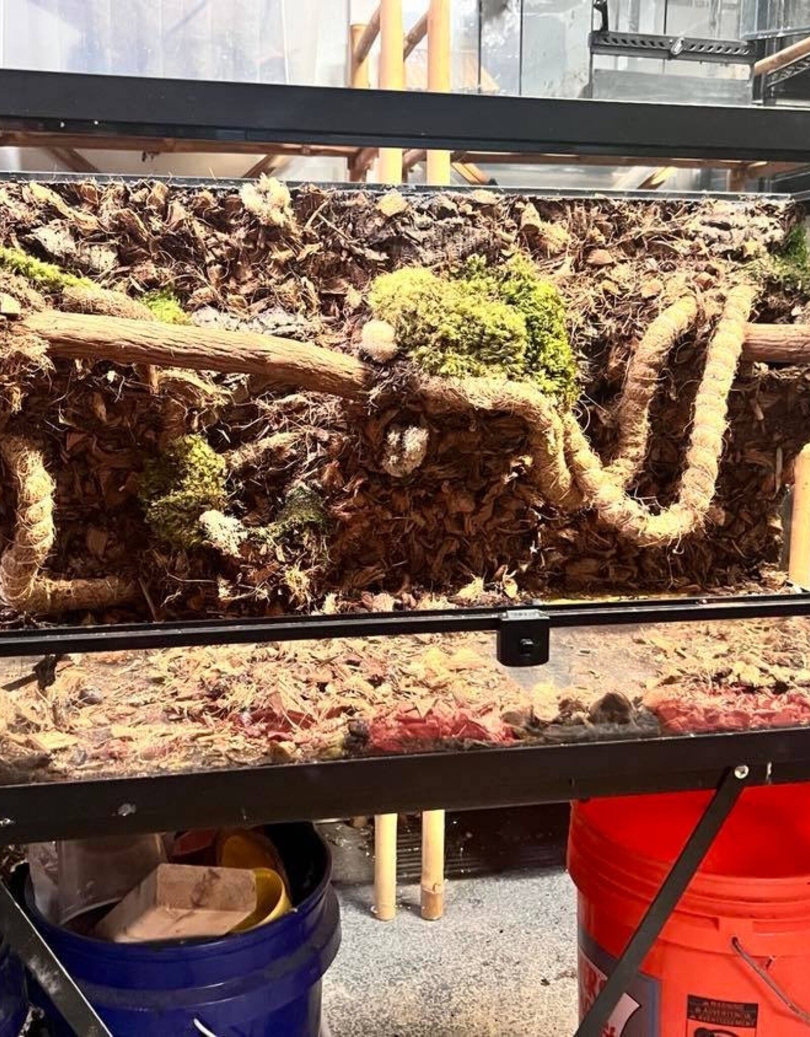BIOACTIVE- TROPICAL- TANK BUILD- (36X18X18)- 40 GALLON BREEDER- TOP OPEN- AS IS
