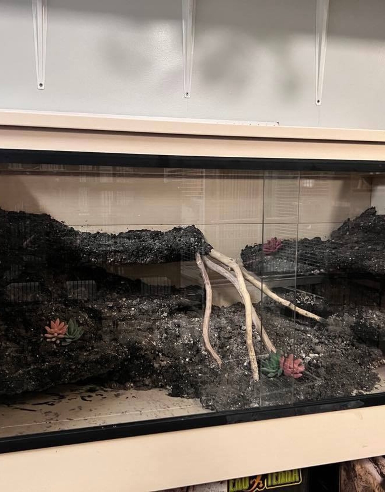 BIOACTIVE- 4X2X2 FEET- DESERT ENCLOSURE- AS IS