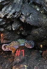 LEOPARD GECKO- JUVENILE-  4-05-25