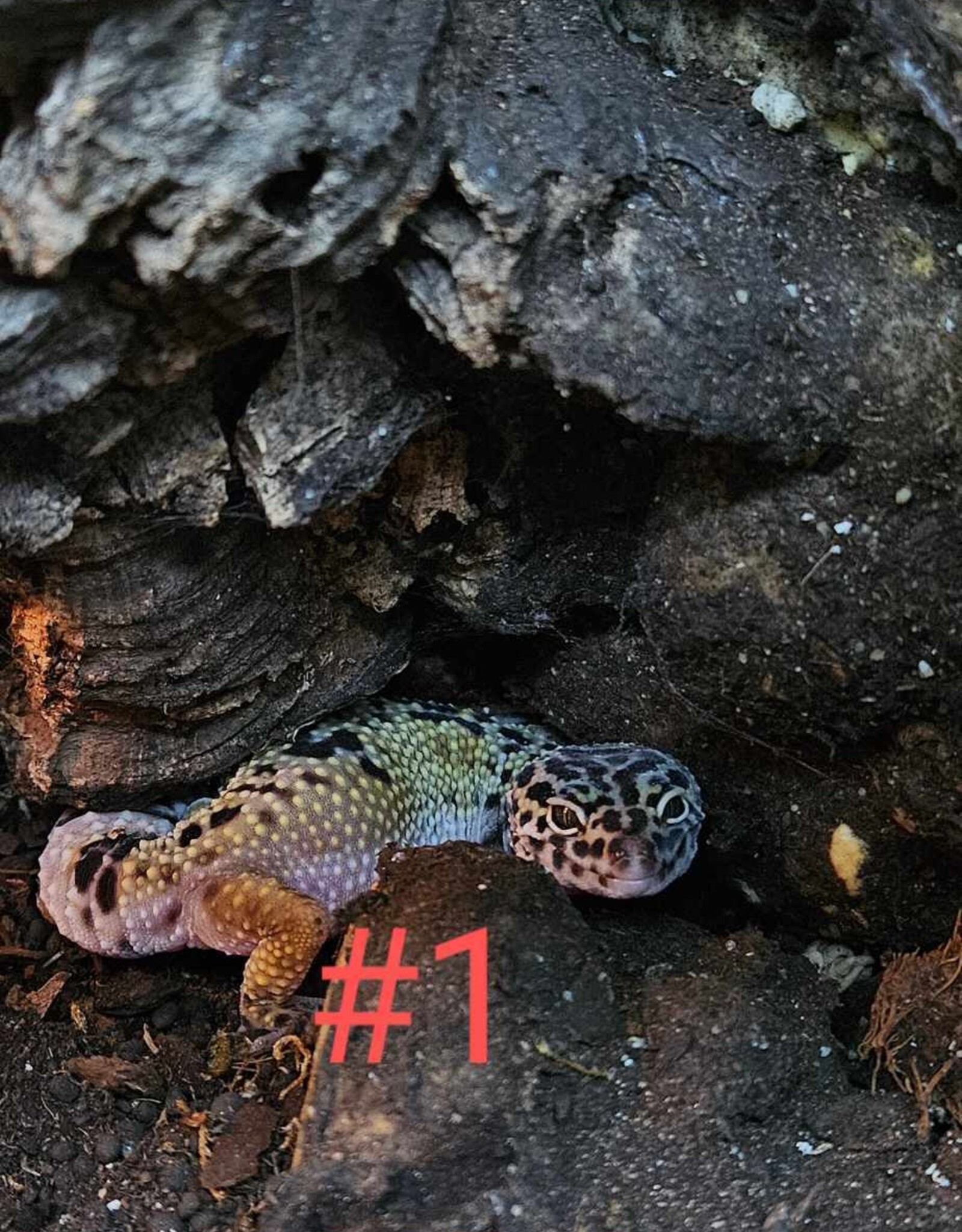 LEOPARD GECKO- JUVENILE-  4-05-25