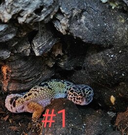 LEOPARD GECKO- JUVENILE-  4-05-25