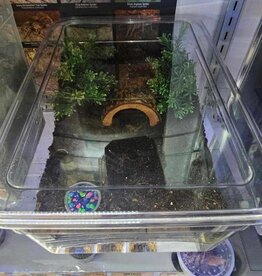 SCORPION-LONG CLAW-ASIAN BLACK FOREST SCORPION - Heterometrus Longimanus- 4-05-25 *includes enclosure
