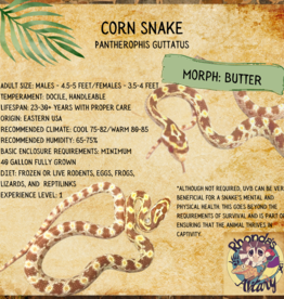 CORN SNAKE- Pantherophis guttatus 12-15 INCH- BUTTER CORN- CB- 4-09-25