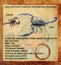 SCORPION-LONG CLAW-ASIAN BLACK FOREST SCORPION #1- Heterometrus Longimanus- CB- JUVENILE- 4-09-25