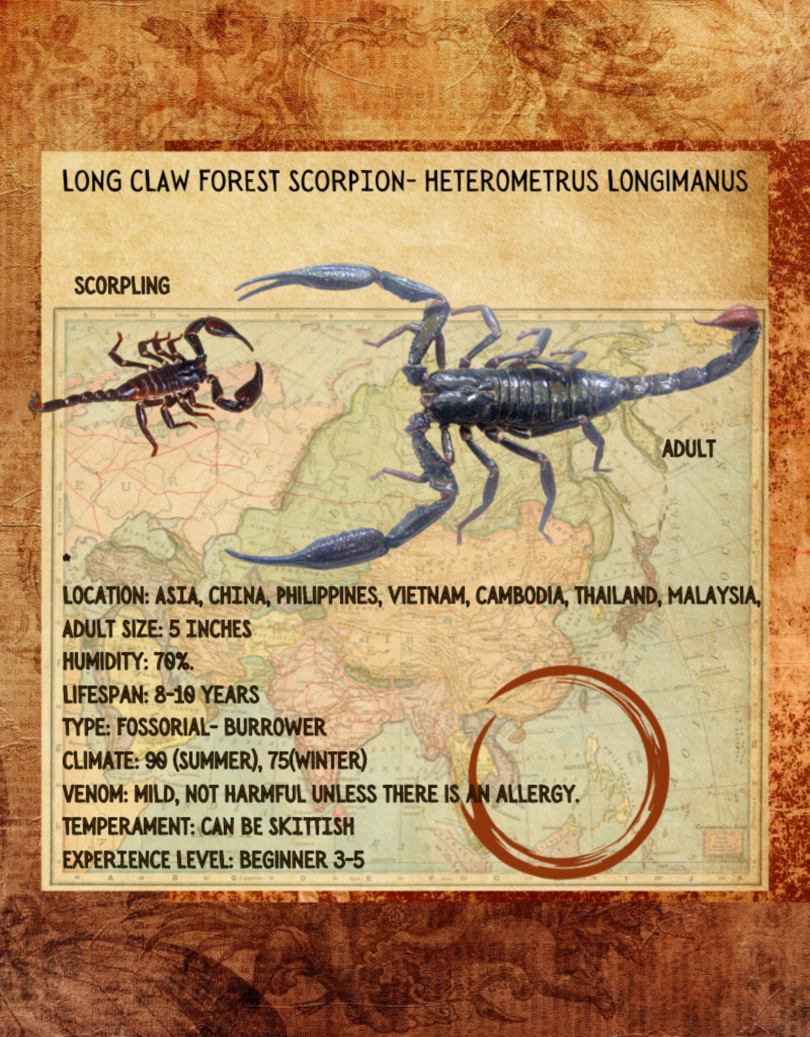 SCORPION-LONG CLAW-ASIAN BLACK FOREST SCORPION #2- Heterometrus Longimanus- CB- JUVENILE- 4-09-25