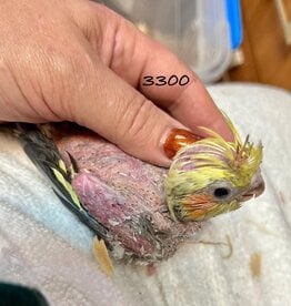 RAFL 3300/ HATCH 3-01-25- COCKATIEL- PIED