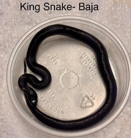 BAJA KINGSNAKE- Lampropeltis californiae- 12-14 INCH- CB- 4-09-25