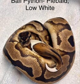 BALL PYTHON-PIEBALD LOW-WHITE- Python regius- CB- 4-09-25