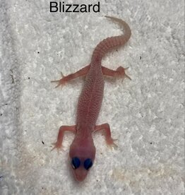 LEOPARD GECKO- BABY #1- BLIZZARD- 4-09-25
