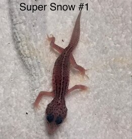 LEOPARD GECKO- BABY- SUPER SNOW #1- 4-09-25