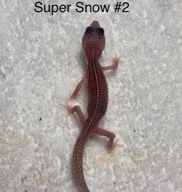 LEOPARD GECKO- BABY- SUPER SNOW #2- 4-09-25