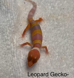 Copy of LEOPARD GECKO- BABY #3- 4-09-25