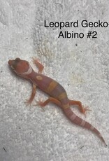 LEOPARD GECKO- BABY - ALBINO #2- 4-09-25