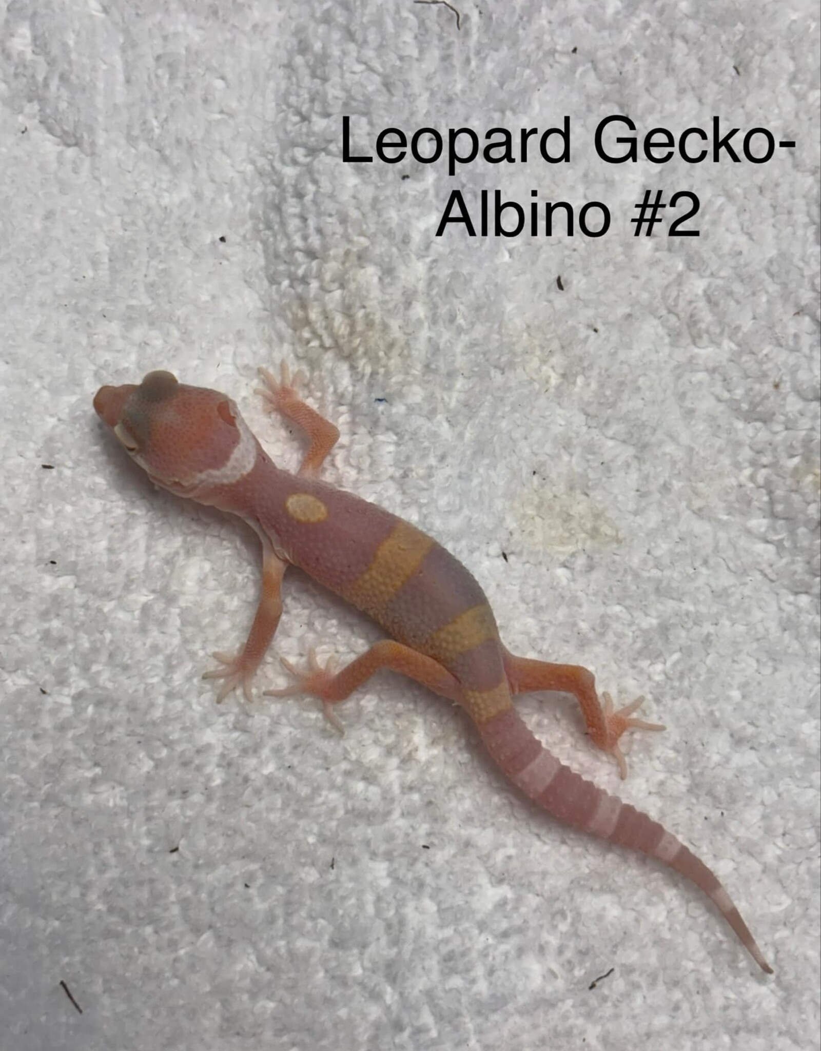LEOPARD GECKO- BABY - ALBINO #2- 4-09-25