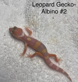 LEOPARD GECKO- BABY - ALBINO #2- 4-09-25