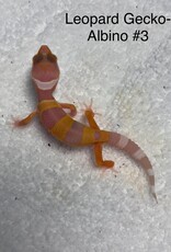 LEOPARD GECKO- BABY - ALBINO #3- 4-09-25