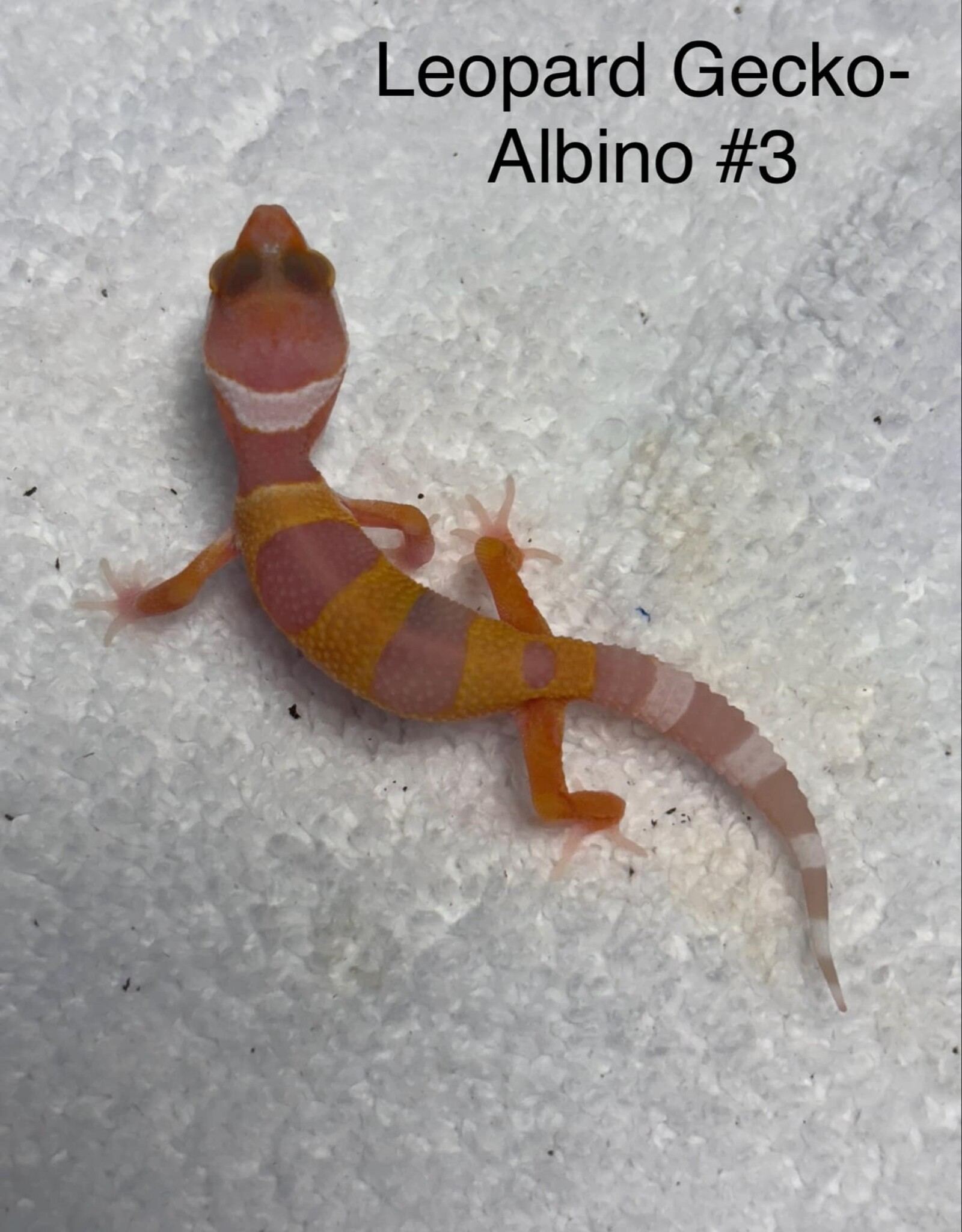 LEOPARD GECKO- BABY - ALBINO #3- 4-09-25