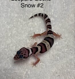 LEOPARD GECKO- BABY- SNOW #2- 4-09-25