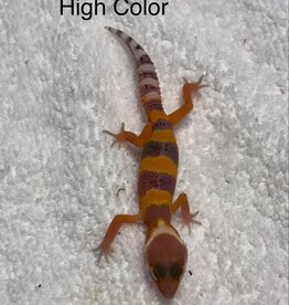 LEOPARD GECKO- BABY- HIGH COLOR #1- 4-09-25