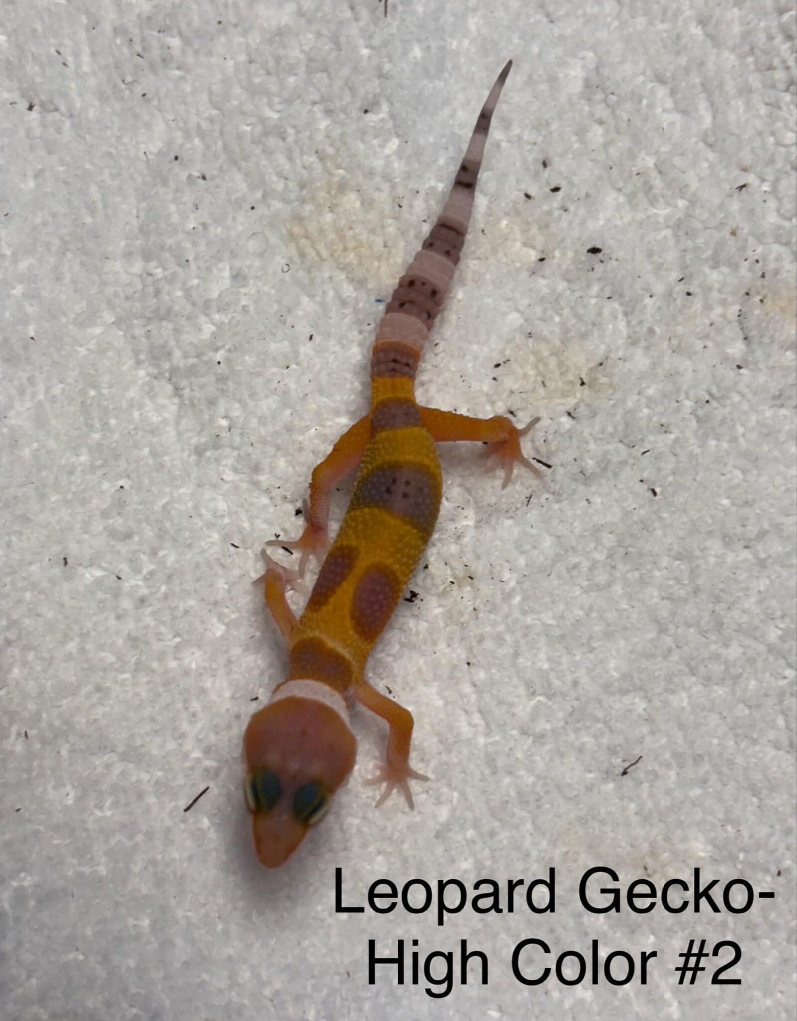 LEOPARD GECKO- BABY- HIGH COLOR #2- 4-09-25