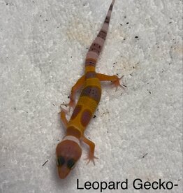 LEOPARD GECKO- BABY- HIGH COLOR #2- 4-09-25