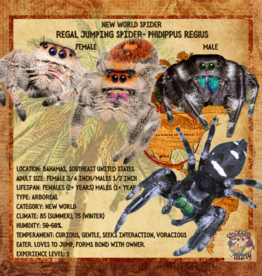 REGAL JUMPING SPIDER- BABY #7- Phidippus regius- (1/16 inch) 2-15-25