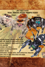 REGAL JUMPING SPIDER- BABY #8- Phidippus regius- (1/16 inch) 2-15-25