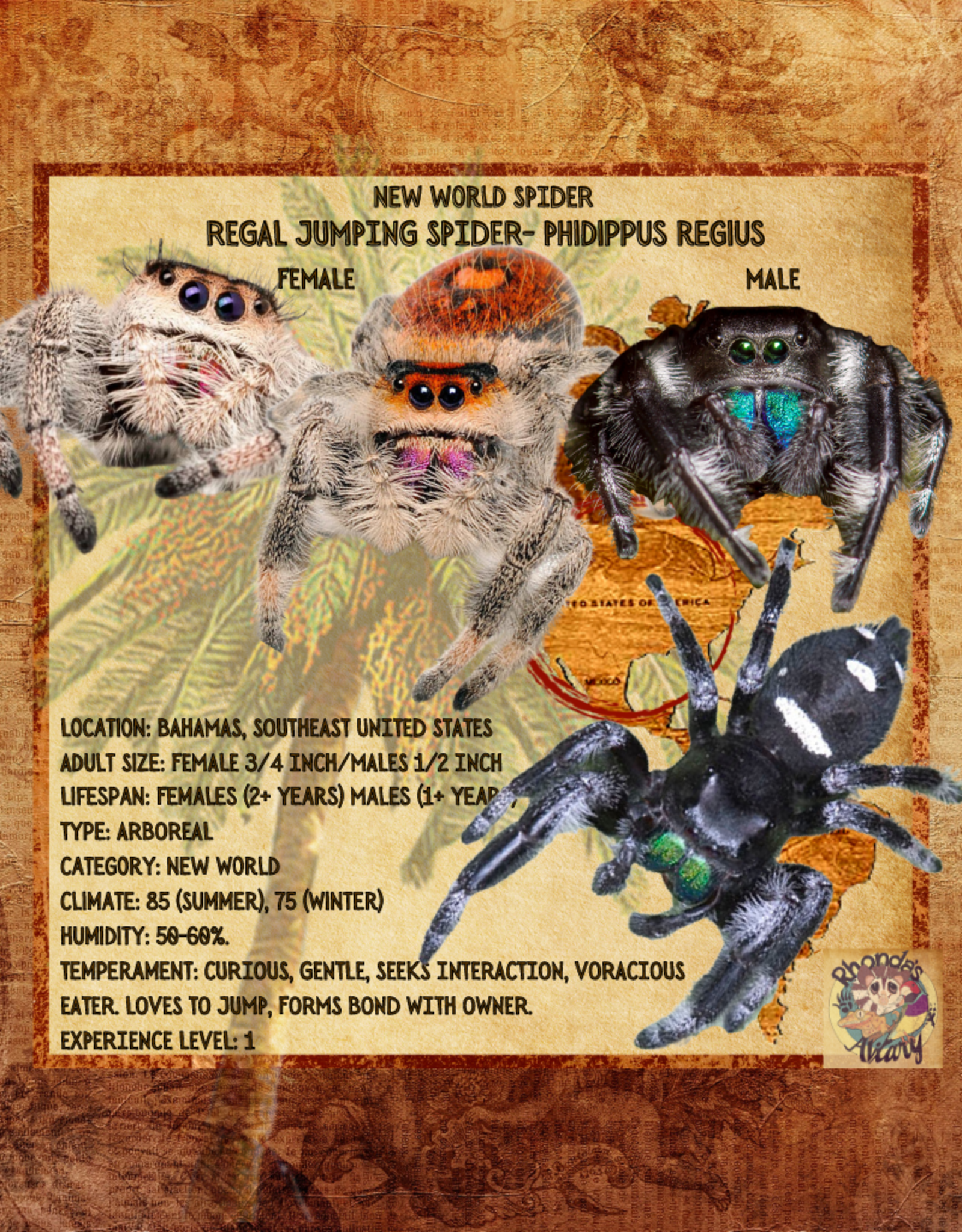 REGAL JUMPING SPIDER- BABY #8- Phidippus regius- (1/16 inch) 2-15-25