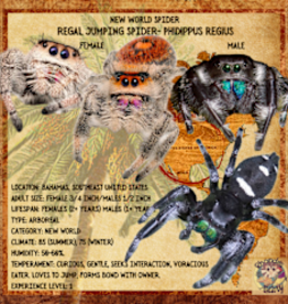 REGAL JUMPING SPIDER- BABY #28- Phidippus regius- (1/16 inch) 2-15-25