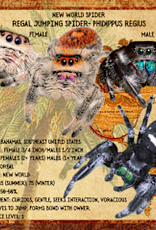 REGAL JUMPING SPIDER- BABY #29- Phidippus regius- (1/16 inch) 2-15-25