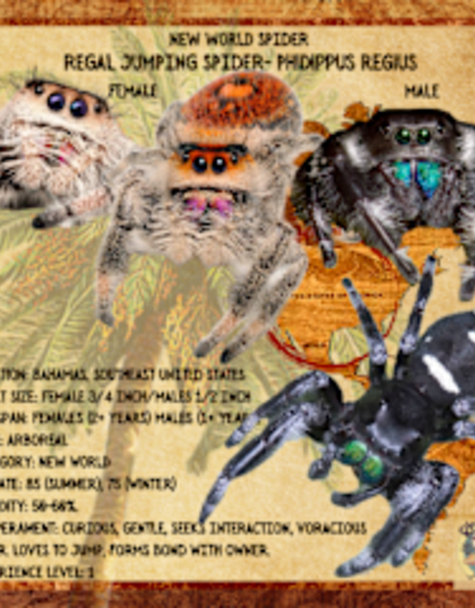 REGAL JUMPING SPIDER- BABY #29- Phidippus regius- (1/16 inch) 2-15-25