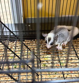 SUGAR GLIDER- MOSAIC- DANTE- MALE- 4-24-25- ADOPTION- ***  ADOPTIONS HAPPEN IN PERSON, NOT ONLINE