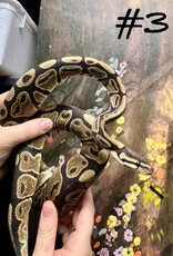 BALL PYTHON- NORMAL #3- MALE- 4-27-25 * ON HOLD UNTIL 5-03-25