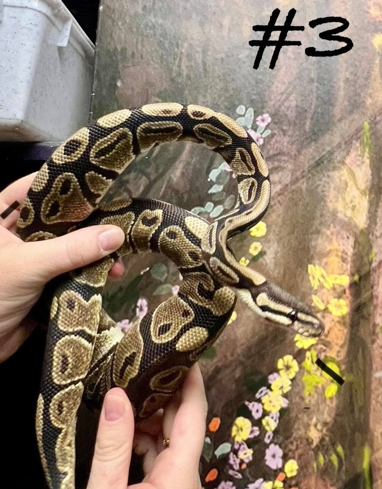 BALL PYTHON- NORMAL #3- MALE- 4-27-25 * ON HOLD UNTIL 5-03-25