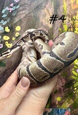 Copy of BALL PYTHON- NORMAL #3- MALE- 4-27-25 * ON HOLD UNTIL 5-03-25