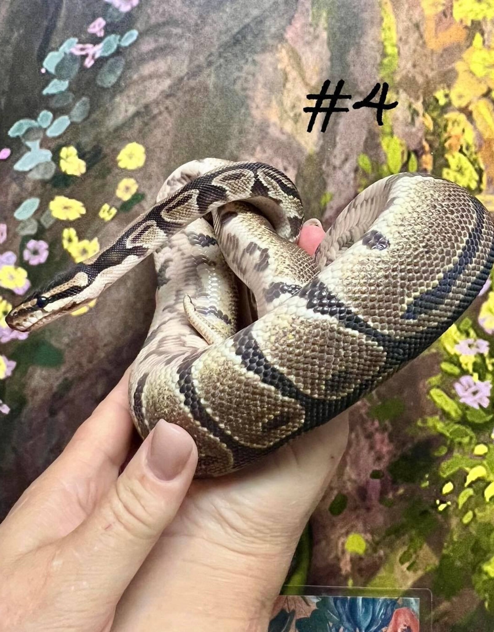 Copy of BALL PYTHON- NORMAL #3- MALE- 4-27-25 * ON HOLD UNTIL 5-03-25