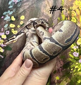 Copy of BALL PYTHON- NORMAL #3- MALE- 4-27-25 * ON HOLD UNTIL 5-03-25