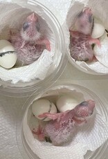 OZB AR 12 / HATCH 4-07-25- CAIQUE- YELLOW THIGHED *MOST RARE OF THE 3 SUBSPECIES