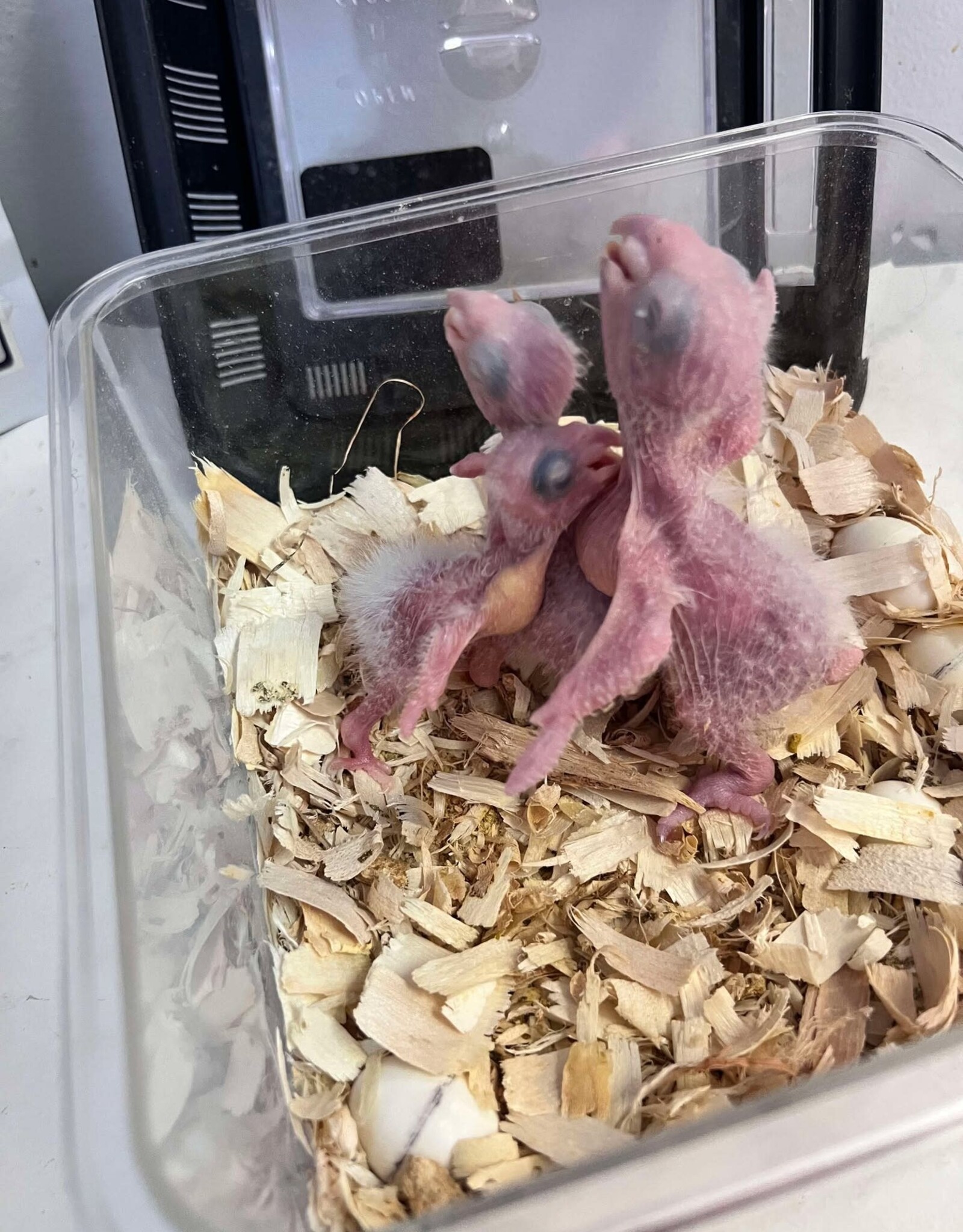 OZB AR 12 / HATCH 4-07-25- CAIQUE- YELLOW THIGHED *MOST RARE OF THE 3 SUBSPECIES