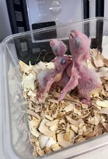#2 / HATCH 4-13-25- CAIQUE- YELLOW THIGHED *MOST RARE OF THE 3 SUBSPECIES