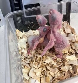 #2 / HATCH 4-13-25- CAIQUE- YELLOW THIGHED *MOST RARE OF THE 3 SUBSPECIES