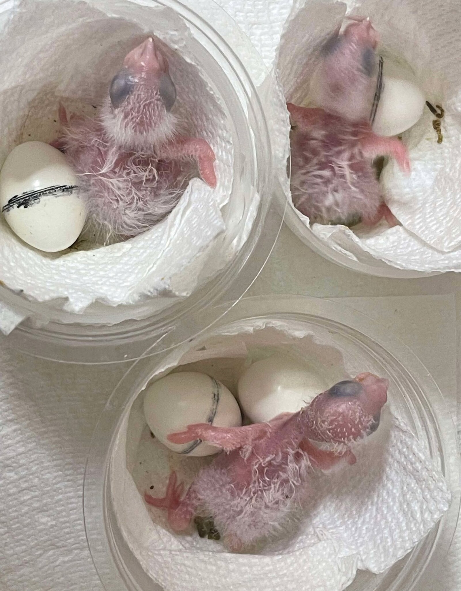 #2 / HATCH 4-13-25- CAIQUE- YELLOW THIGHED *MOST RARE OF THE 3 SUBSPECIES